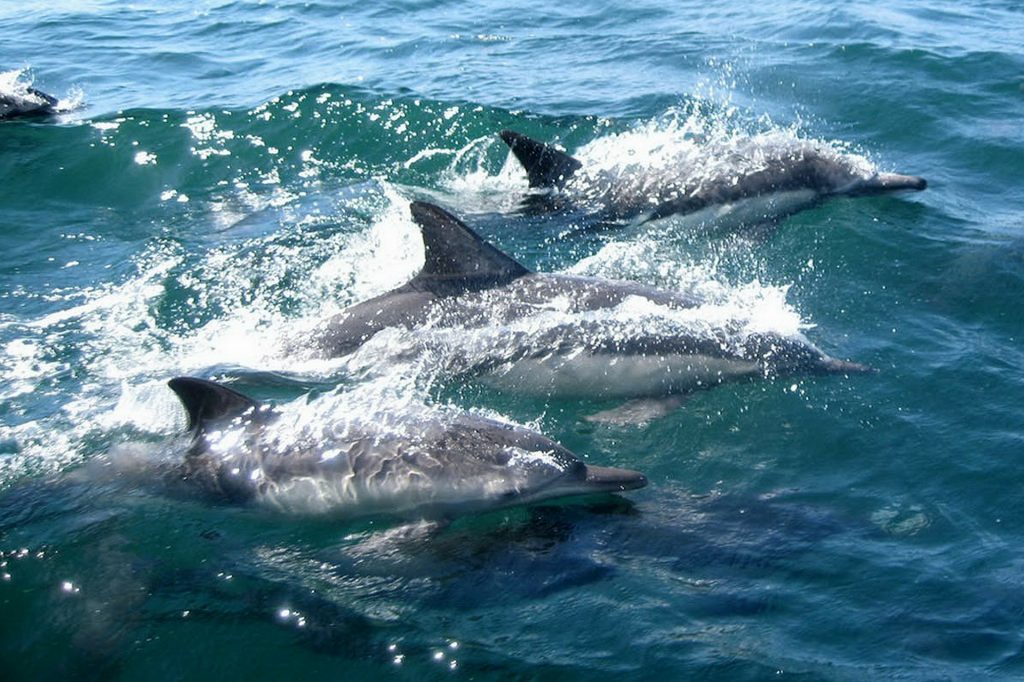 dolphins-327051_1920