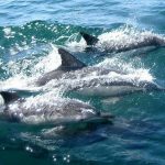 dolphins-327051_1920
